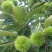 板栗苗30~50cm
