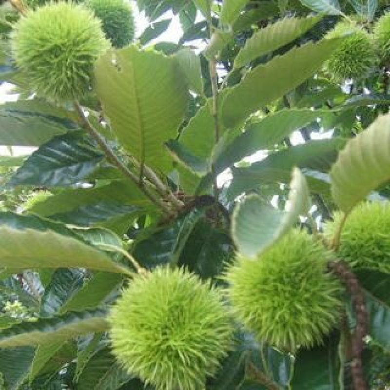 板栗苗30~50cm