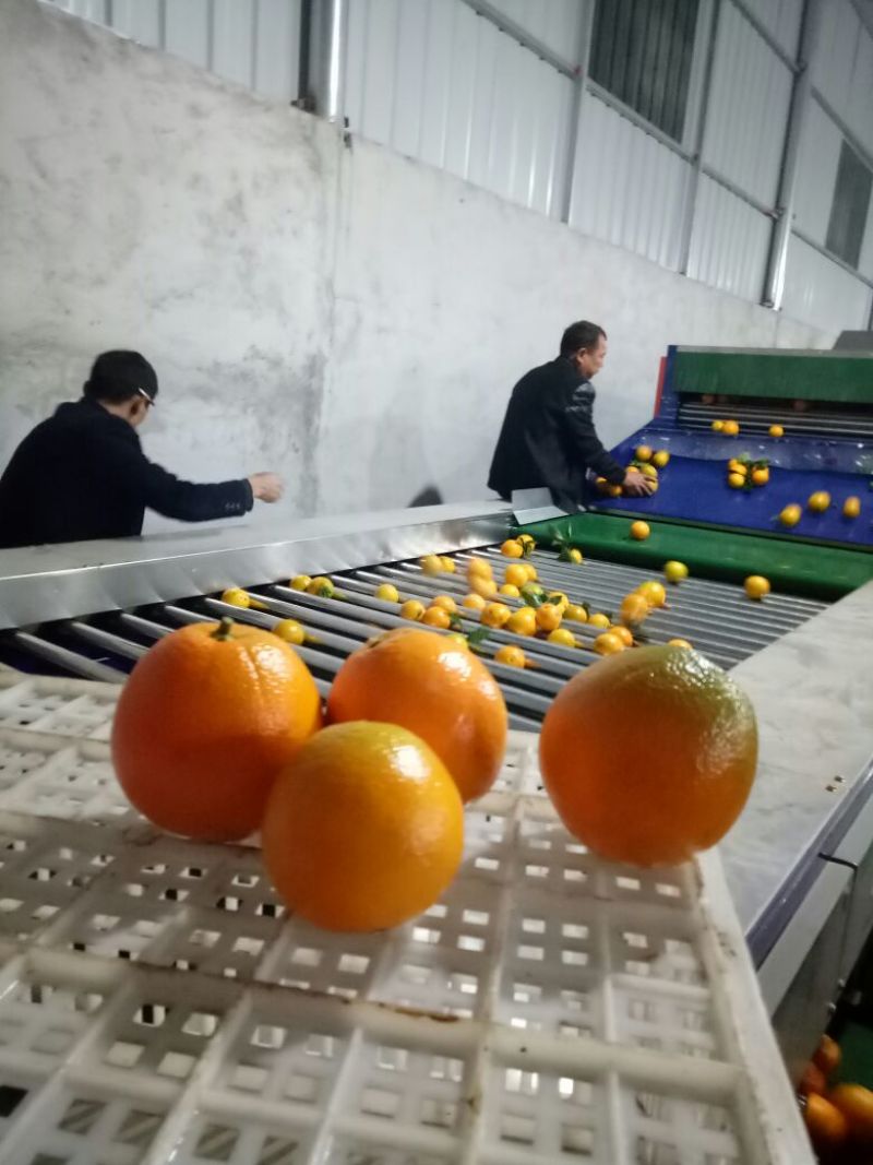 优质广西纽荷尔脐橙大量有货可预定现摘现卖质优价廉量大从优