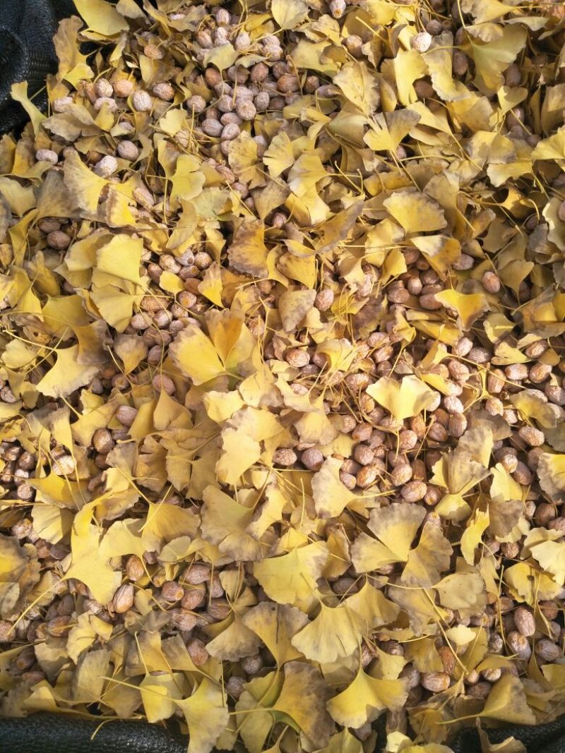 银杏果自家量大可议价