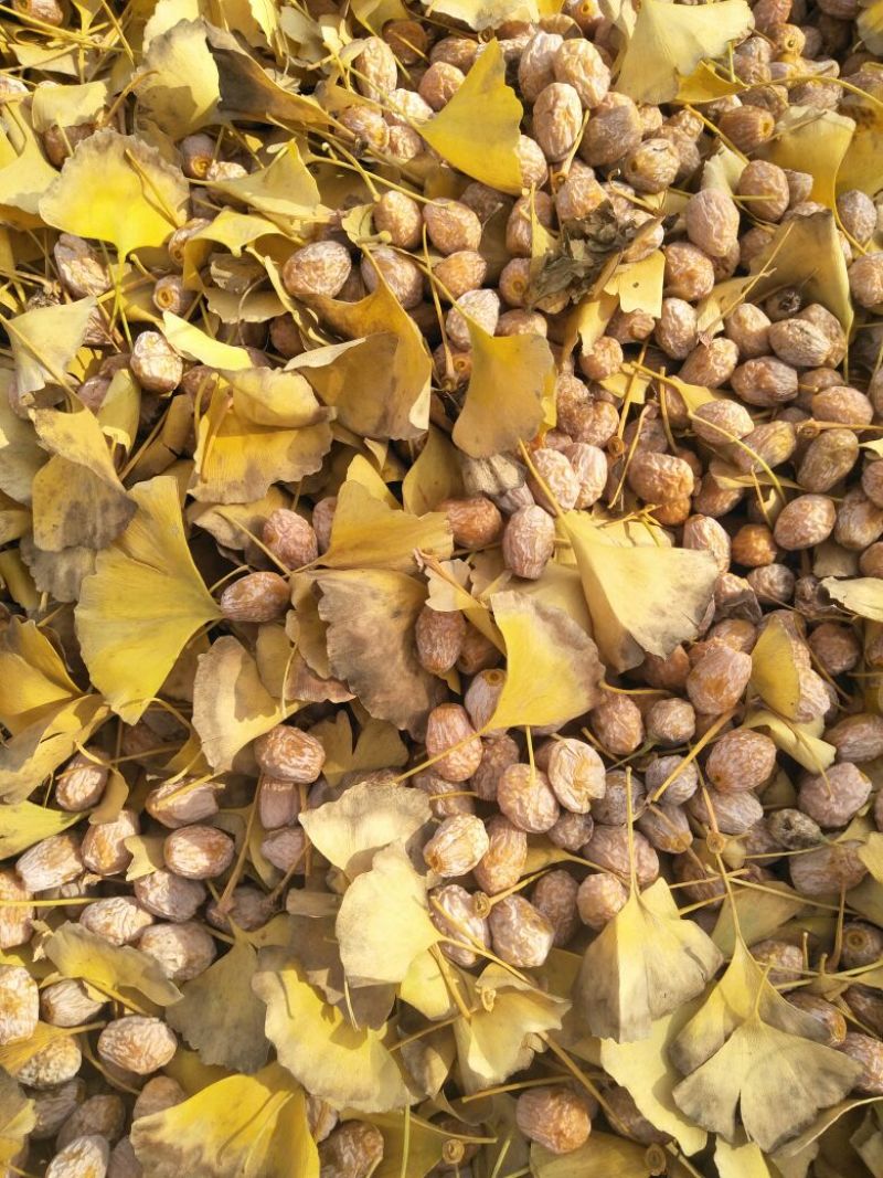银杏果自家量大可议价