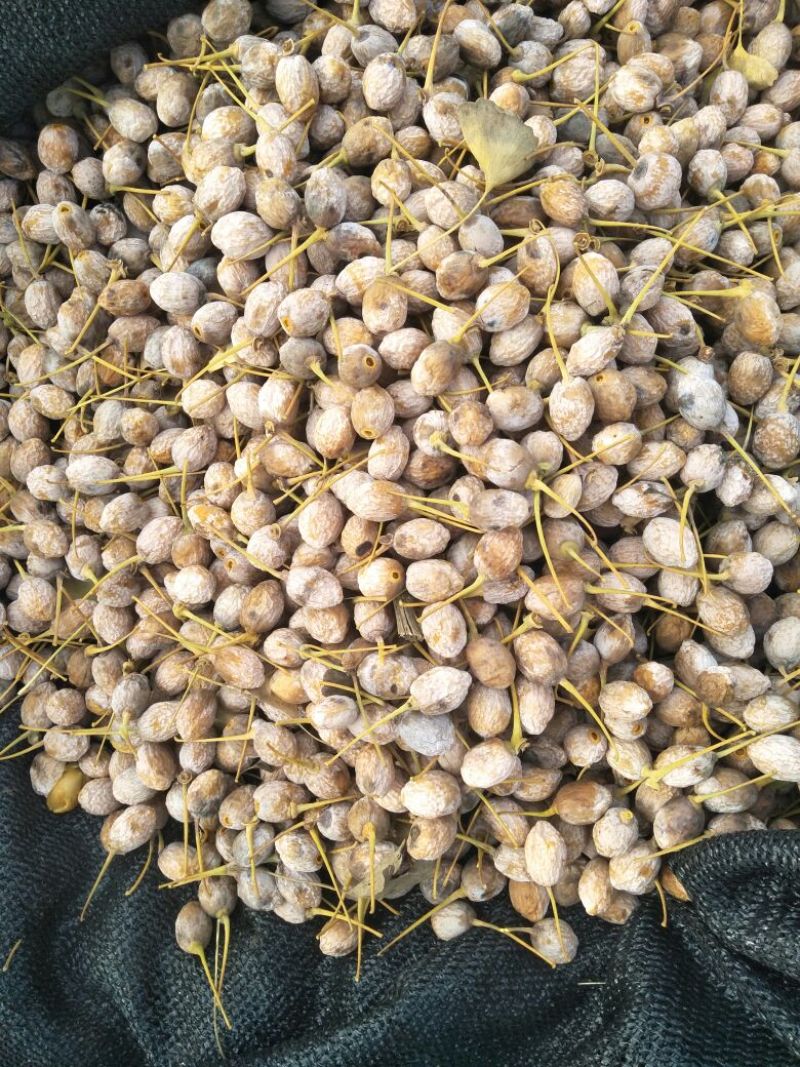 银杏果自家量大可议价