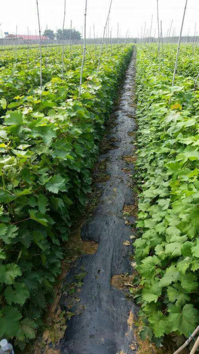 甜蜜蓝宝石葡萄苗提供种植技术，包邮。品种保证纯度