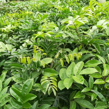 牛大力种苗15~30cm