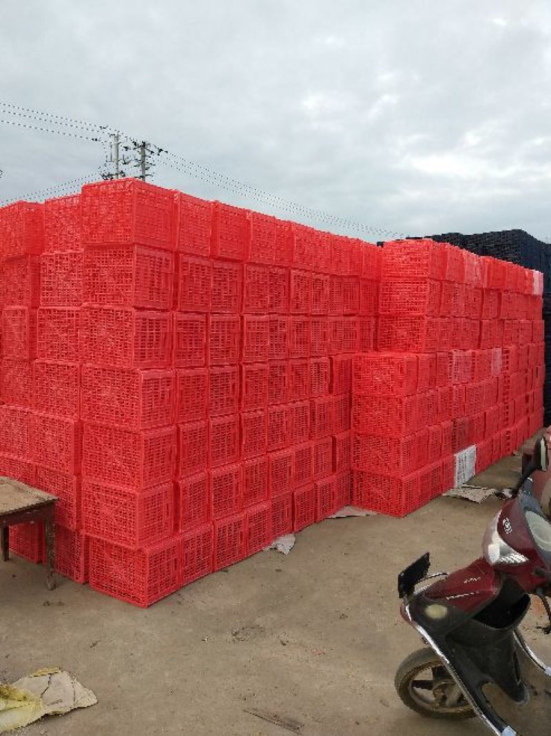 陕西高山蜜橘皮薄入口化渣日销售量150吨价格随行市