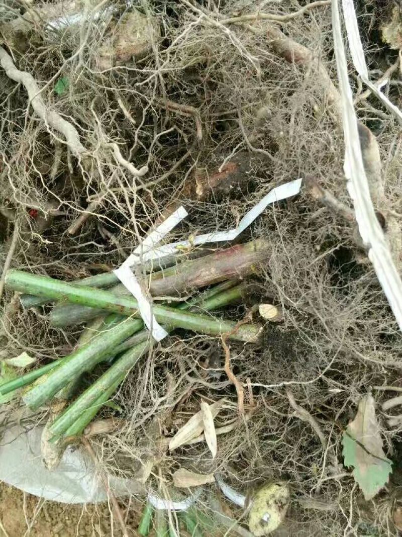 覆盆子苗