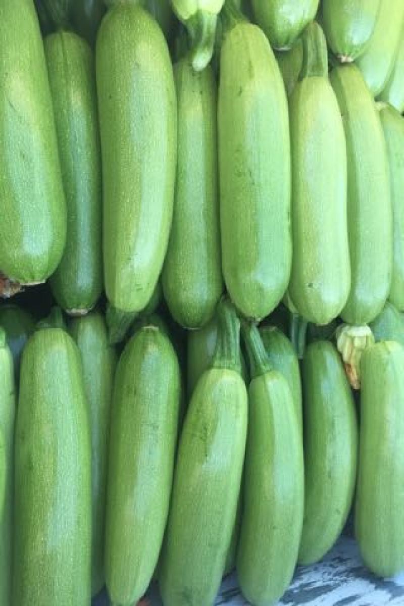 绿皮西葫芦临漳县万亩精品电商货美团多多买菜