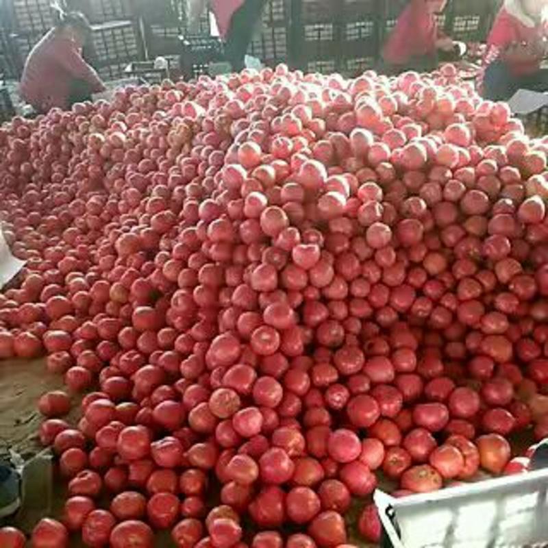 硬粉西红柿大量供应中，质量好，果形好，价格便宜，