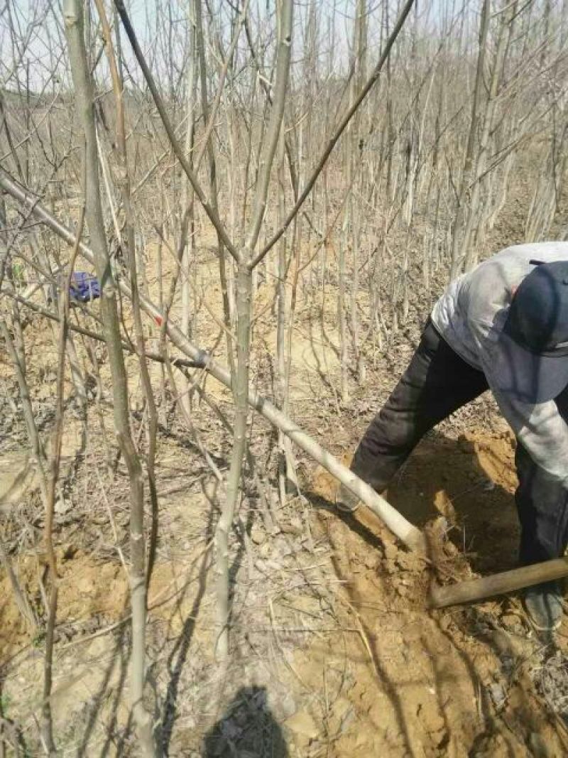 核桃苗一年苗100~150cm