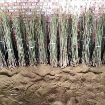 核桃苗一年苗100~150cm