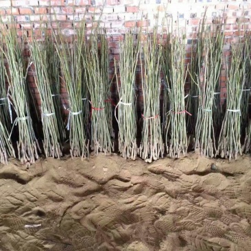 核桃苗一年苗100~150cm
