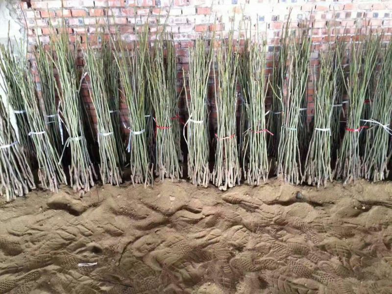 核桃苗一年苗100~150cm