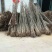 核桃苗一年苗100~150cm