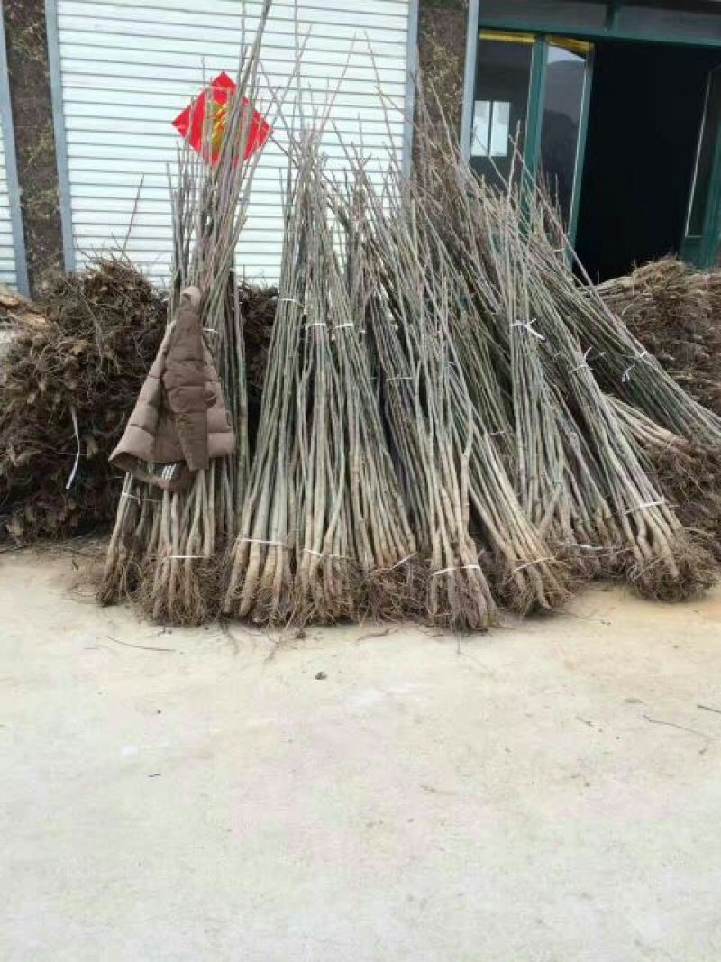 核桃苗一年苗100~150cm