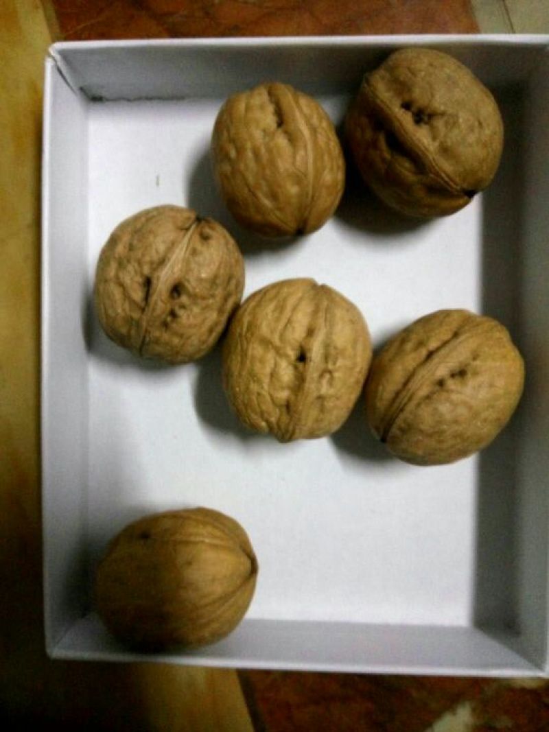 核桃苗一年苗100~150cm