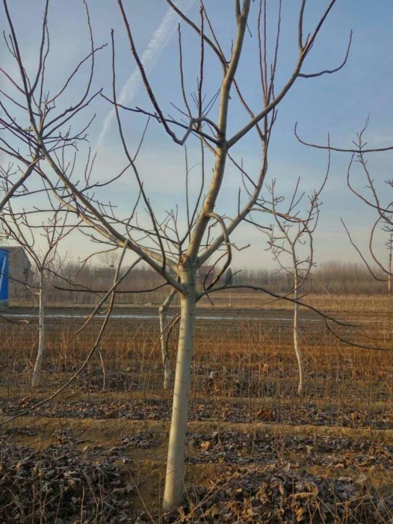 核桃苗一年苗100~150cm