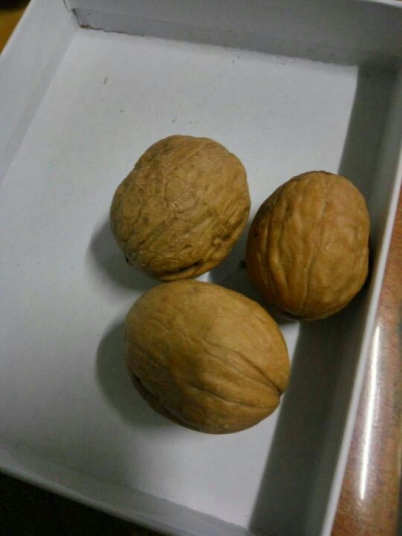 核桃苗一年苗100~150cm