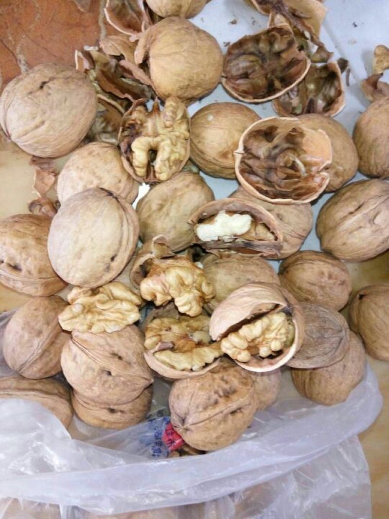 核桃苗一年苗100~150cm