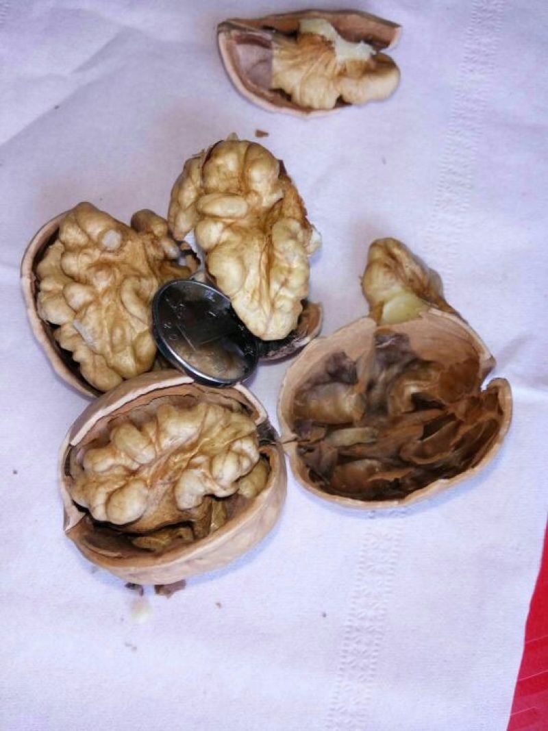 核桃苗一年苗100~150cm