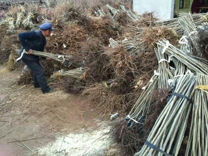 核桃苗一年苗100~150cm