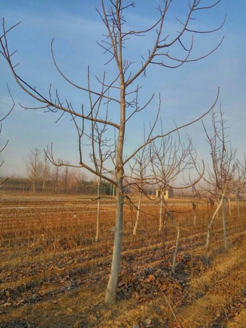 核桃苗一年苗100~150cm