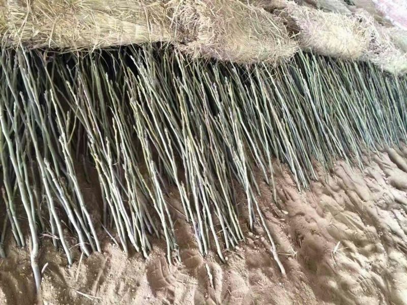 核桃苗一年苗100~150cm