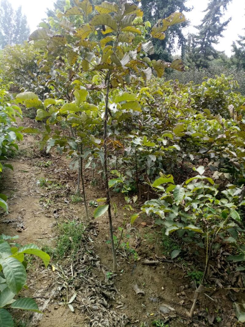 核桃苗一年苗100~150cm