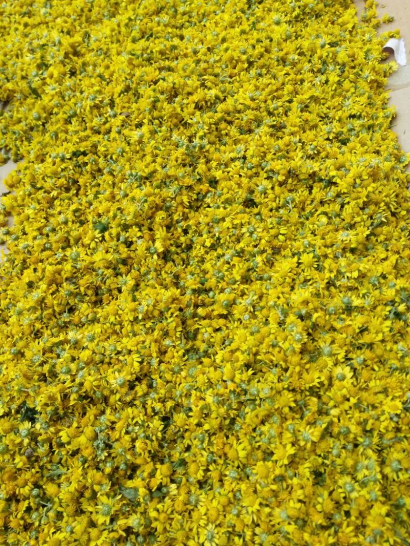 野菊花散装