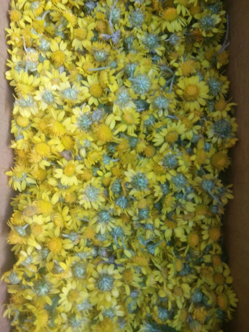 野菊花散装