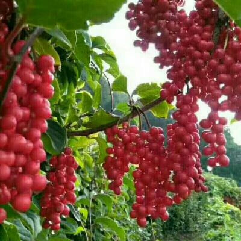 自产自销高产抗病五味子苗全国顺风包邮