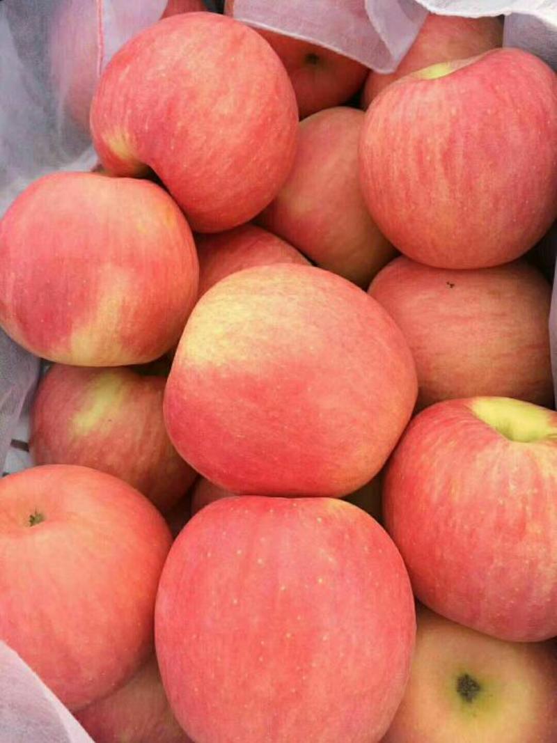 红富士苹果产地直销，价格合理，保质保量，常年供应