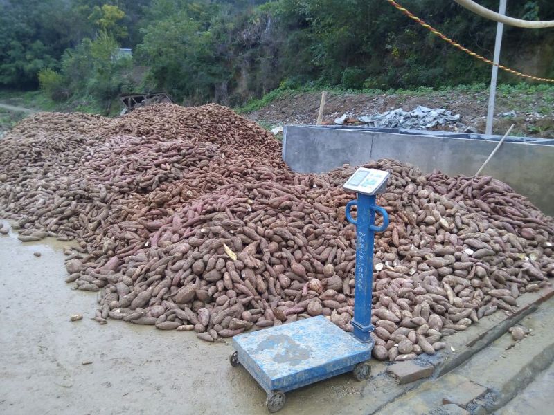 红薯淀粉散装