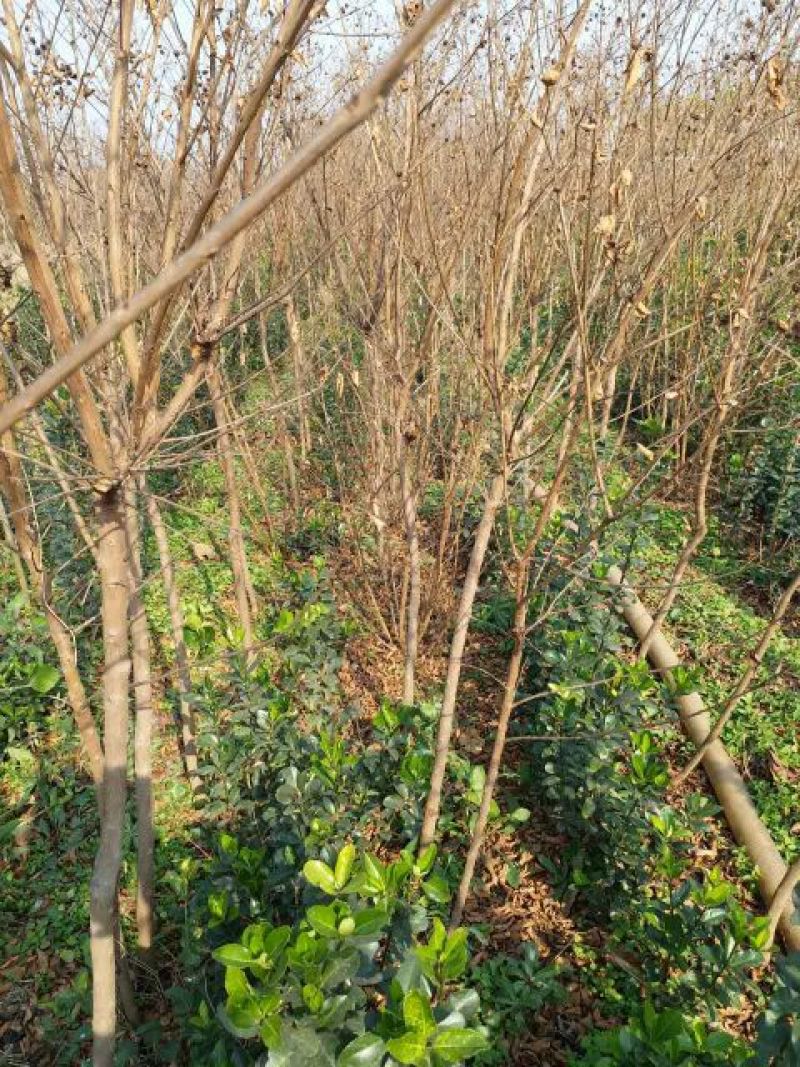 百日红小苗80cm以上