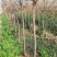 百日红小苗80cm以上