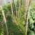 百日红小苗80cm以上
