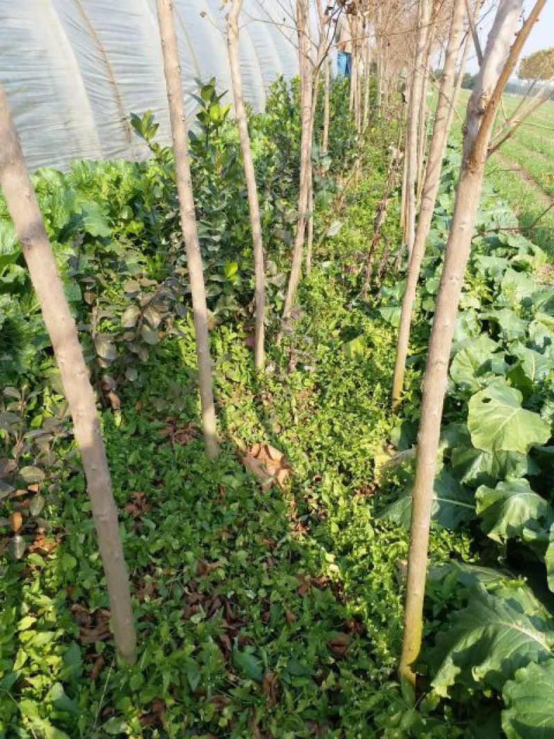 百日红小苗80cm以上