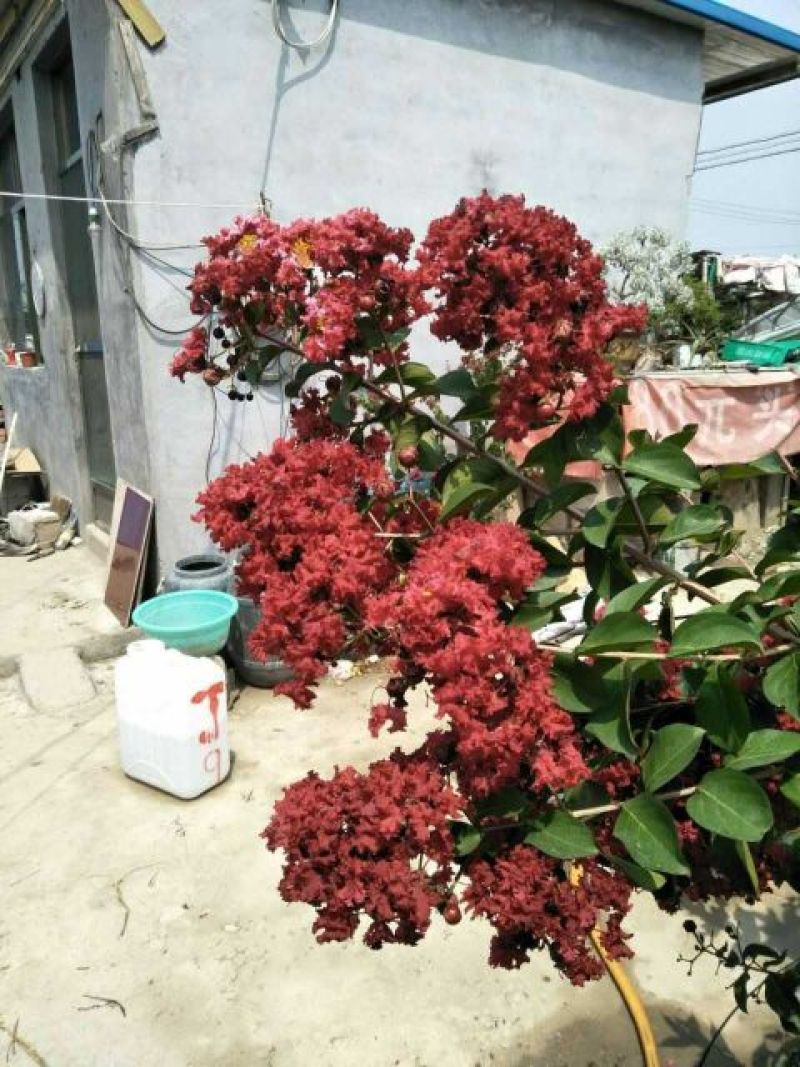 百日红小苗80cm以上