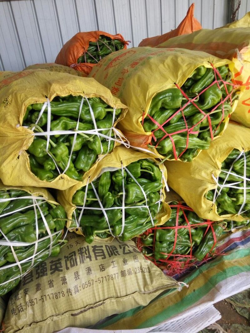 安徽省薄皮辣椒，苏椒，301，螺丝椒，线椒，青色油亮