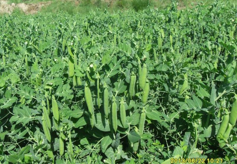 【新春特惠】豌豆云南豌豆长寿仁豌豆枝条饱满颗颗圆润热卖中
