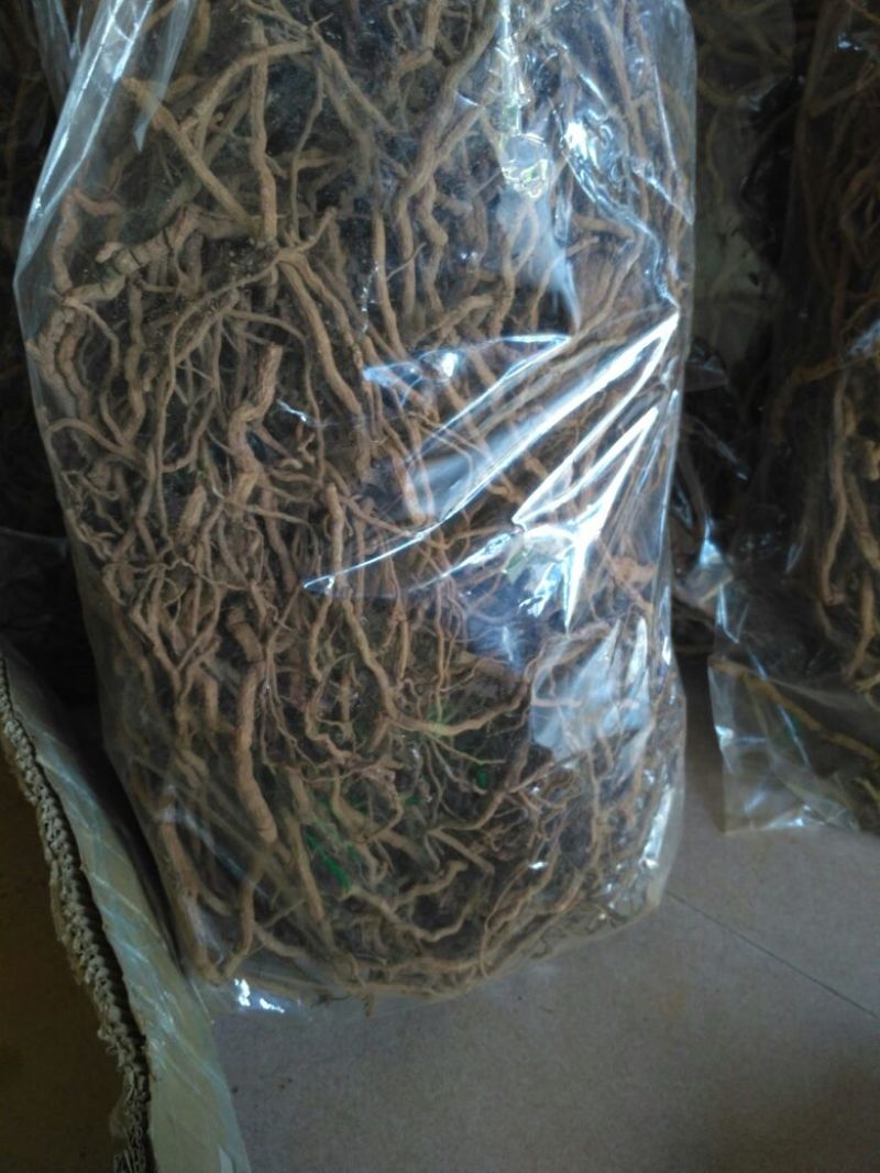 胡椒根