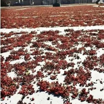 大红袍花椒一级干