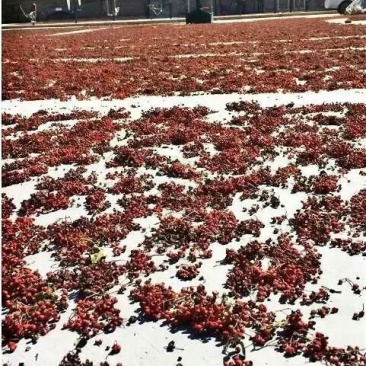 大红袍花椒一级干
