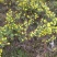 野菊花散装