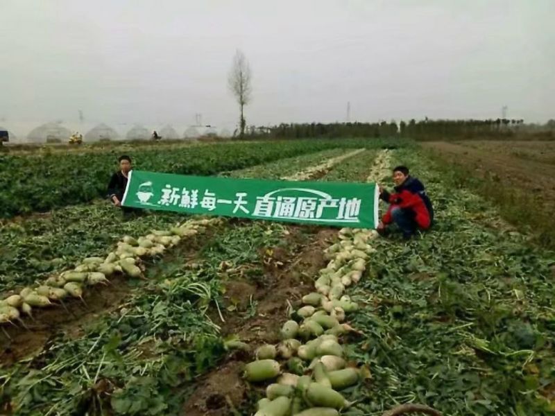 户县露头青萝卜，上市了