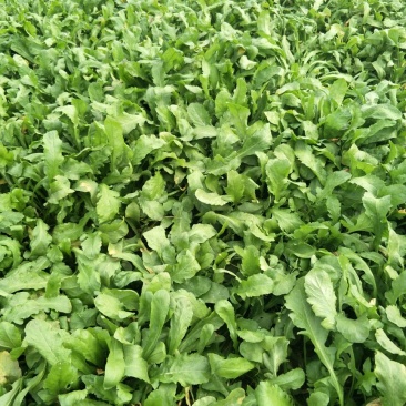 荠菜10cm以上