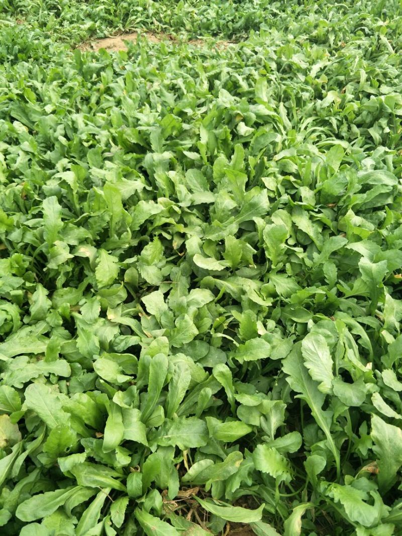 荠菜10cm以上