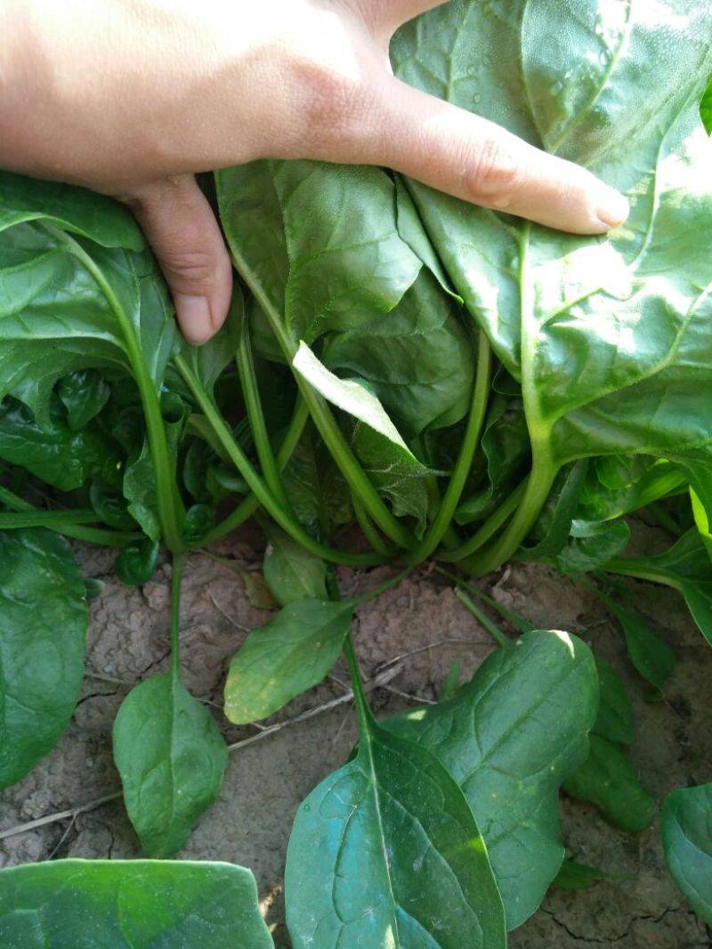 菠菜20~25厘米
