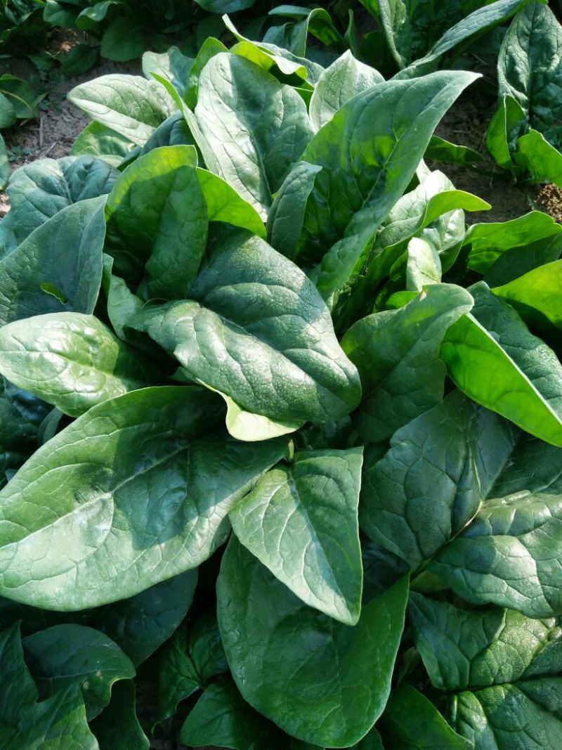 菠菜20~25厘米
