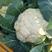 【热】有机花菜白面青梗松花菜精品1-3斤提供冷库预冷