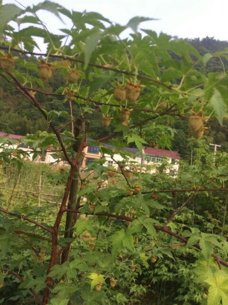 覆盆子苗